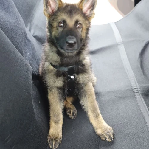 Dingo Mata do samochodu z wykładziny LUX
